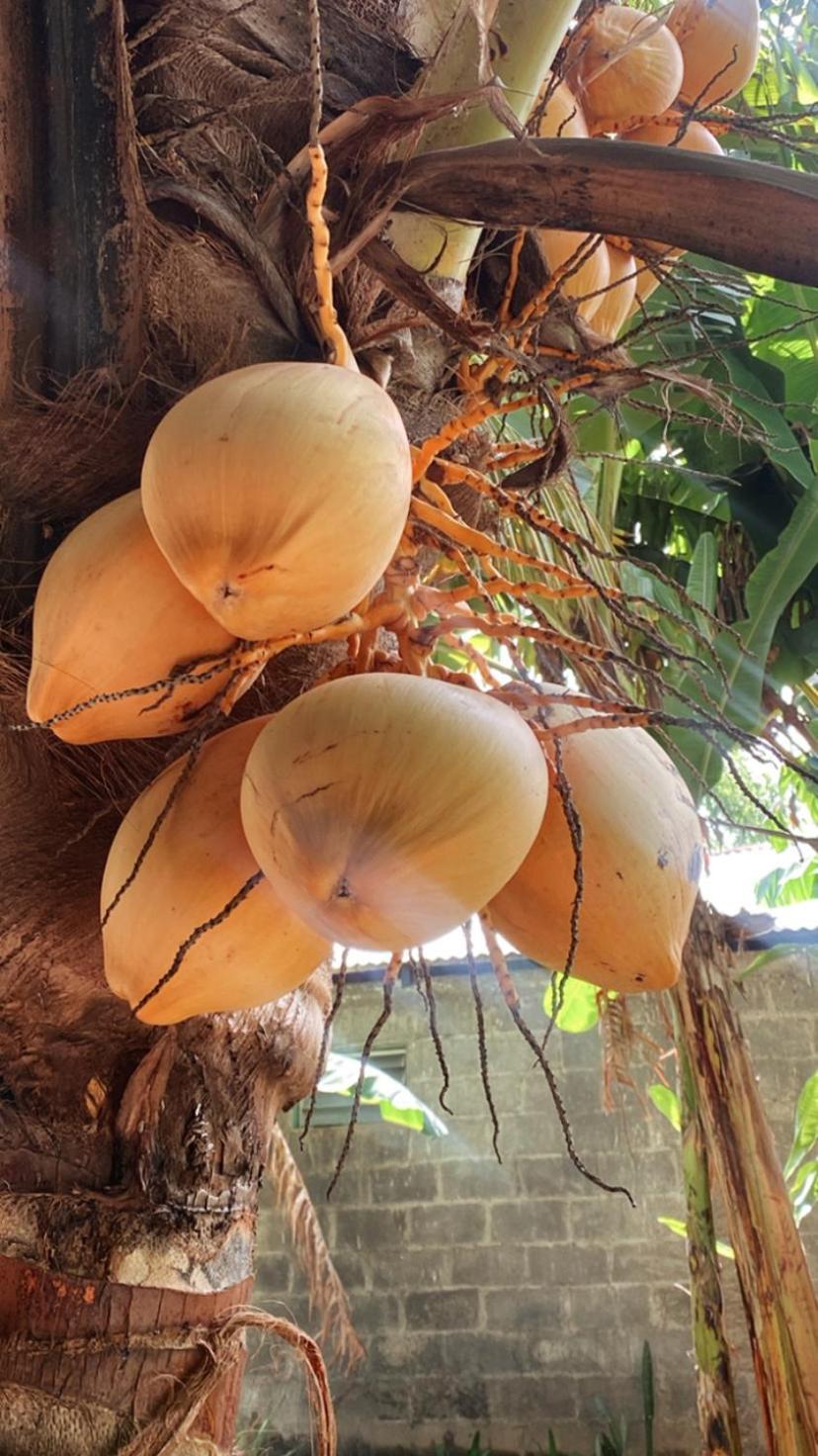 Casa Esmeralda Moyogalpa Ngoại thất bức ảnh